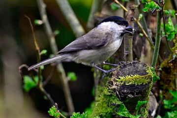 Sumpfmeise frisst Sonnenblumenkern // Marsh tit (Poecile palustris)