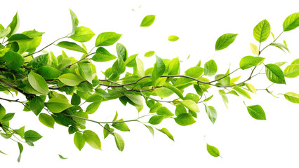 Green leaves in the air. Fresh green leaves on delicate branches with a few leaves falling, isolated on a transparent background, embodying the concept of growth and nature.