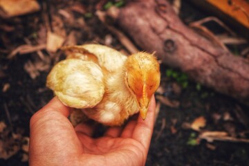 Kampung chickens are a type of chicken originating from ASEAN countries. Free-range chickens or &ldquo;village chickens&rdquo; are usually left to roam. chickens eat seeds and small grasses