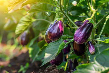 Ripe purple eggplants hanging on a plant in sunlight