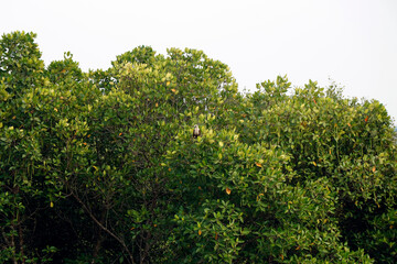 Fototapeta na wymiar mangrove is a shrub or tree that grows mainly in coastal saline or brackish water, grows along coastlines and tidal rivers.