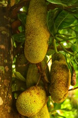 fertile jackfruit (Artocarpus heterophyllus) Close-up view of a growing jackfruit plant. Young Jackfruit Tree. Jackfruit fruit hanging on a tree in a tropical fruit garden. cared for by farmers