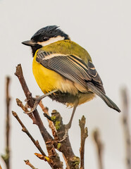 Great Tit