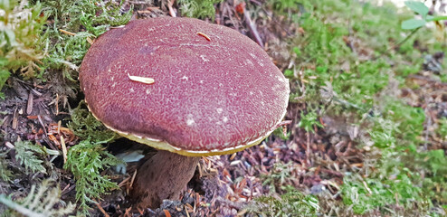 Wild Japanesse Dorayaki Top Mushroom