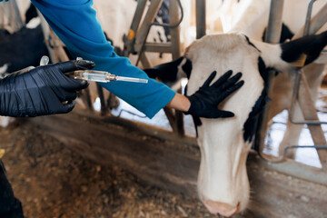 Closeup of veterinarian hand holding syringe and bottle with vaccine for cattle on farm with cow in...