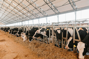 Herd of cows eating hay in cowshed on dairy farm in barn with sunlight. Concept agriculture...