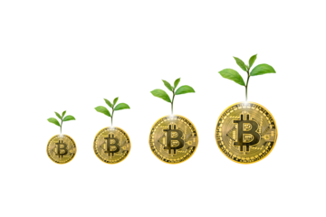 Crypto prices rise up positive with the symbol of tree growth. Bitcoin cryptocurrency value new high isolated on white background. PNG