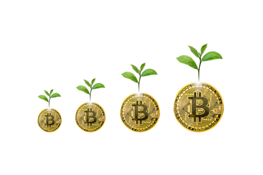 Crypto prices rise up positive with the symbol of tree growth. Bitcoin cryptocurrency value new high isolated on white background. PNG