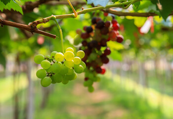 fresh Grapes in the Garden