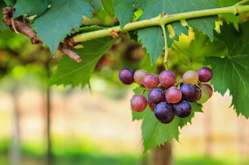 fresh Grapes in the Garden