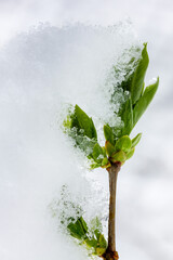 spring twig with green leaves in the snow closeup