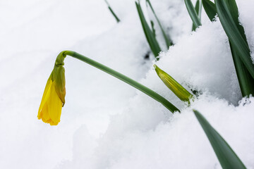a yellow bud of a daffodils flower sticks out of a snowdrift