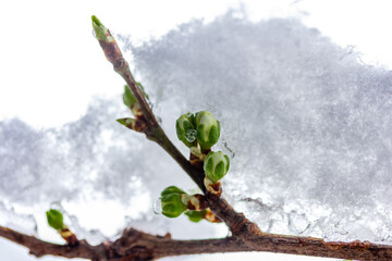 twigs with buds of blossoming fruit trees in the snow