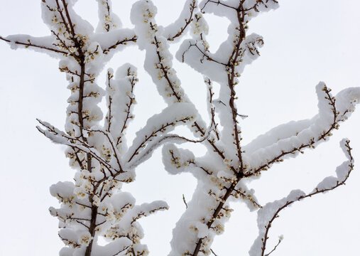 branches of flowering trees in the snow