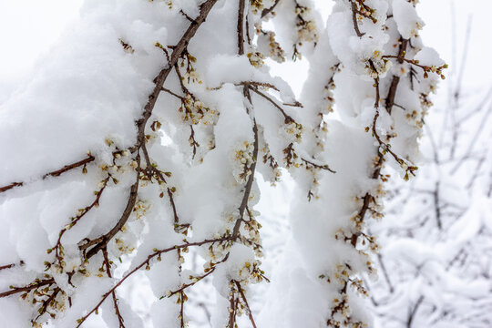 branches of flowering trees in the snow