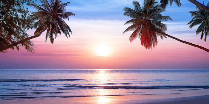 Sunrise on tropical island sea beach, calm ocean sunset, morning dawn panorama landscape, palm tree leaves silhouette, yellow sun reflection, blue water waves, soft pink sky, summer holidays, vacation