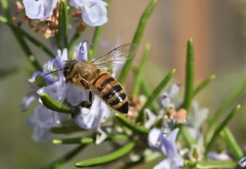Fotobehang Biene auf einem blühenden Rosmarinzweig © christiane65