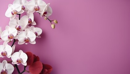 Fototapeta na wymiar orchid on a colored background, top view, copy space for text