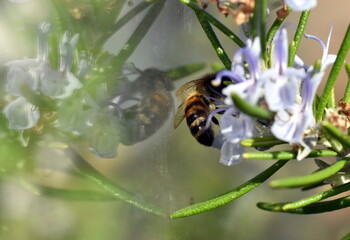 Biene auf einem blühenden Rosmarinzweig