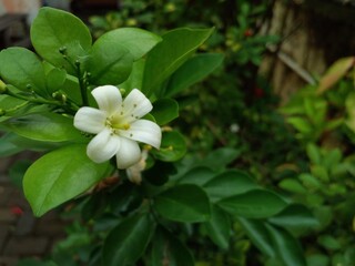 Orange jasmine flowers are in bloom and very fragrant. Orange jasmine flower or Murraya paniculata. Orange jasmine is the family Rutaceae.