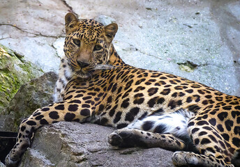 Close-up of a leopard resting on a rock within a zoo. Wild animal in captivity