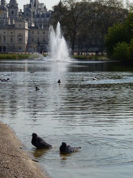 Fontaine dans un grand parc londonien