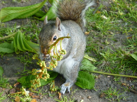 Ecureuil dans un parc londonien