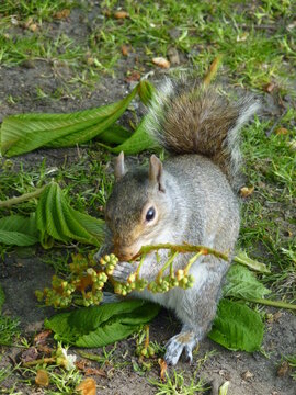 Ecureuil dans un parc londonien