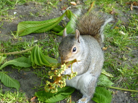 Ecureuil dans un parc londonien