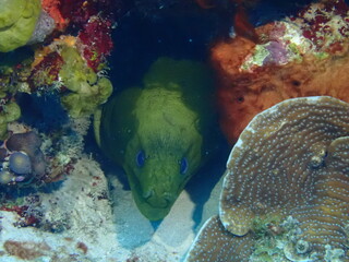 scuba diving underwater world 