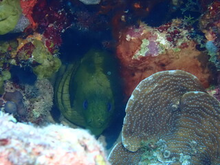 scuba diving underwater world 