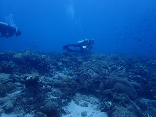 Fototapeta premium scuba diving underwater world 