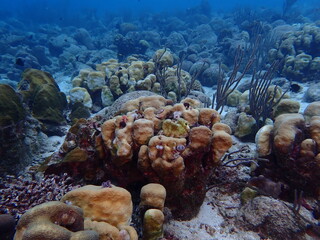 scuba diving underwater world 