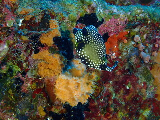 scuba diving underwater world 