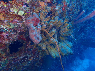 scuba diving underwater world 