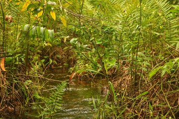 clear river water with a landscape of white sand, aquatic plants, tropical rainforest, small fish, and a very clear river in front. beautiful view