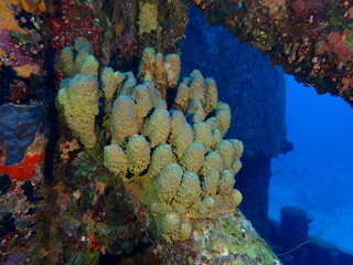 scuba diving underwater world 