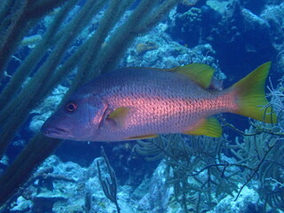 scuba diving underwater world 