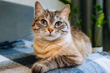 A female cat with blue eyes and striped fur lays on the sofa and looks right toward the camera...