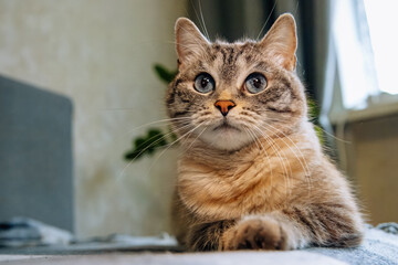 A female cat with blue eyes and striped fur lays on the sofa and looks right toward the camera lens. Close-up portrait of a cute striped female cat with blue eyes.	