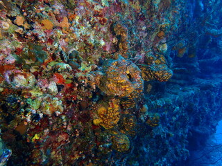 Obraz na płótnie Canvas scuba diving underwater world 