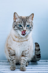 A female cat with blue eyes and striped fur sits on the rug, looks right toward the camera lens, and licks its lips. Close-up portrait of a cute striped female cat with blue eyes and copyspace.