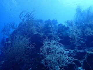 Fototapeta na wymiar scuba diving underwater world 