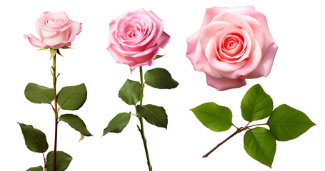 Beautiful pink rose isolated on white background - obrazy, fototapety, plakaty