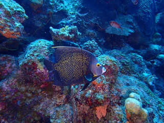 angel fish