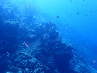 Naklejka na ściany i meble underwater coral reef 