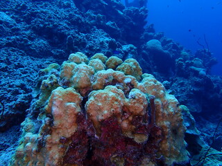 underwater coral reef 