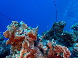 underwater coral reef 