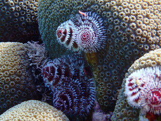 Obraz premium scuba diving underwater world 