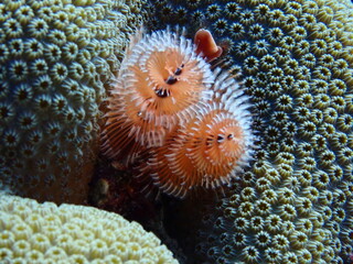 scuba diving underwater world 